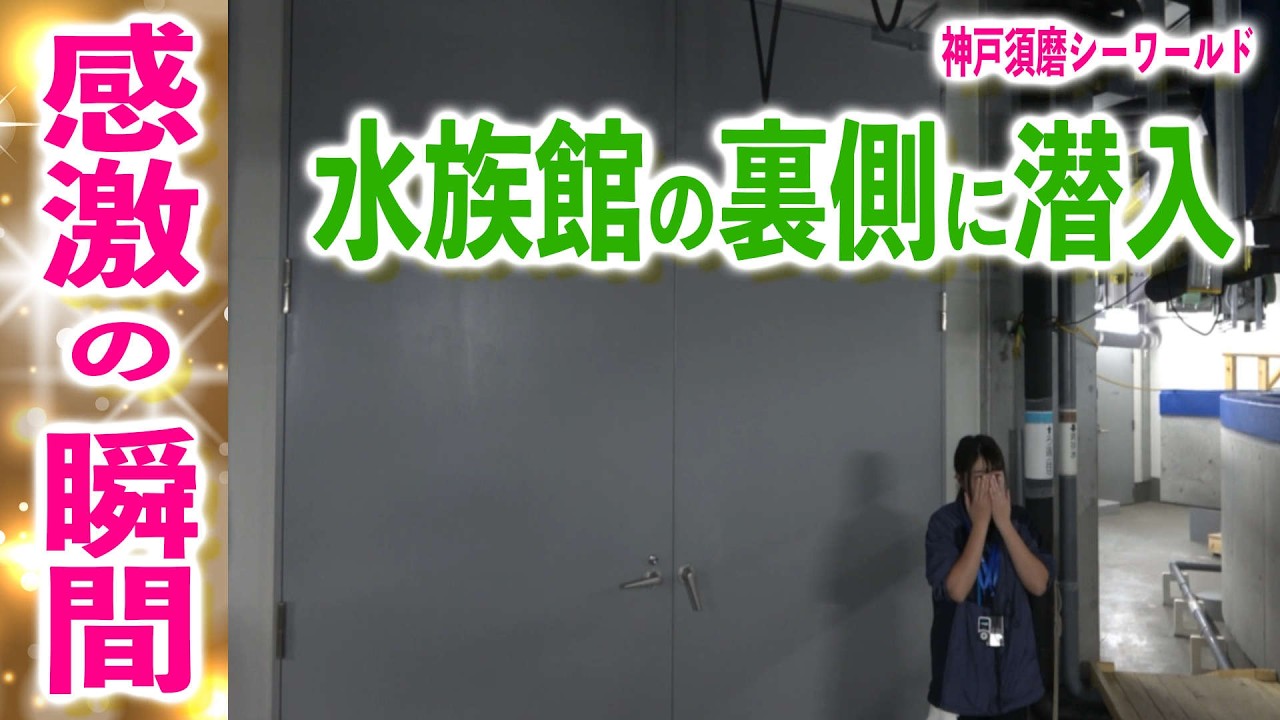 動画を再生