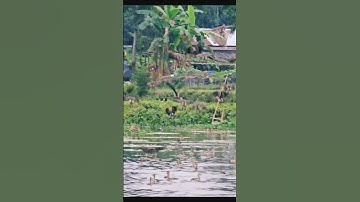 Plumed Whistling-duck#youtubeshorts #shortsfeed #wildlife #youtube #birds #video