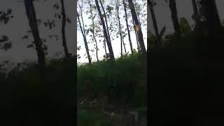 Penelusuran Makan Candi Kramat Desa Pengabean Losari Brebes