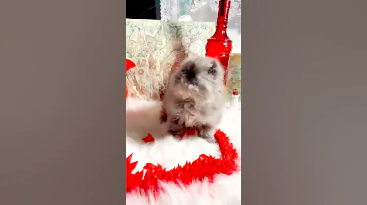 Watch the video about Fluffy Persian Kitten Blue Tabby with Cream