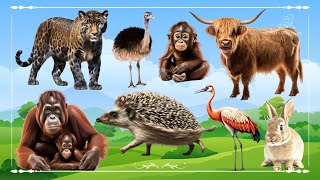 Baby farm animal moments: Ostrich, Highland Cow, Orangutan, Hedgehog, Flamingo, Leopard & Rabbit