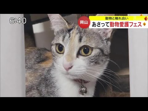 飼い始めたペットは最期まで家族の一員に…岡山市で「岡山動物愛護フェスティバル」開催準備【岡山】 (23/10/20 18:00)
