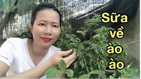 Cách Gọi Sữa Về Bằng Lá Đinh Lăng và Lưu Ý Tránh Ngộ Độc