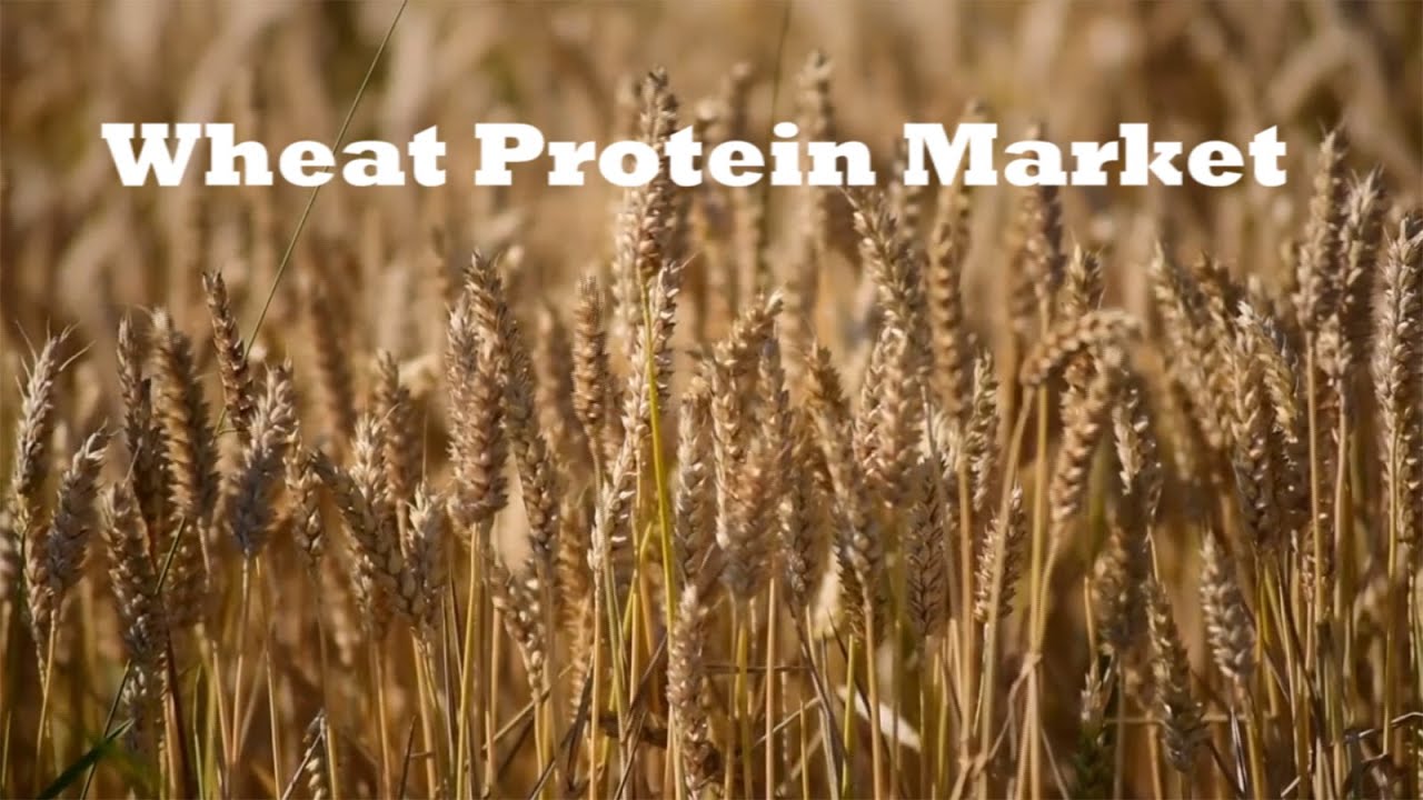 Wheat Protein Market | Rising Adoption of Plant-based Diets | Know its Market Size, Share