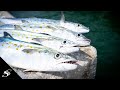 Skyway Fishing Pier Spanish Mackerel Catch & Cook