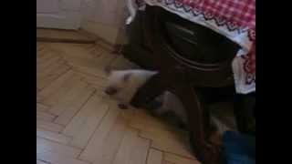 Funny Cats play in Mouse (Редкая порода бесхвостых кошек) Funny Cats play in Mouse (Редкая порода бесхвостых кошек)
