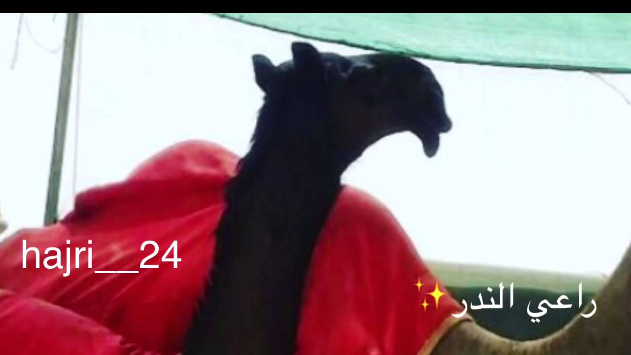 شيلة طولة ملك شافي بن سفر ال شافي