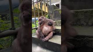 Xingxing has only one hand, it's troublesome to tickle. #Monkey #Animal #Cute #Funny #Fyp