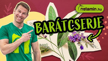 Barátcserje: természetes megoldás 4 női hormonpanaszra | netamin.hu