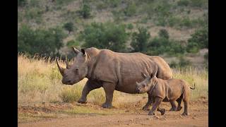 Ceratotherium simum simum (Southern white rhinoceros)