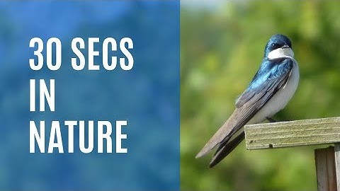 The Tree Swallows Dive Bombing Experience!