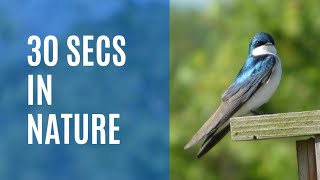 The Tree Swallows Dive Bombing Experience!