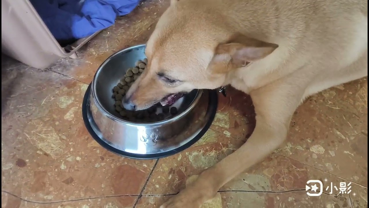 Elsa's food aggression test with human.