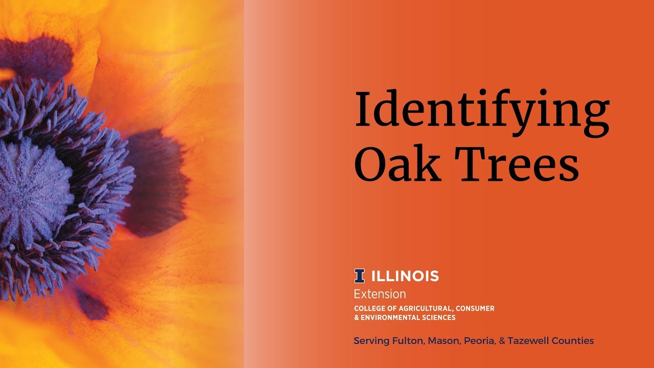 Identifying Oak Trees