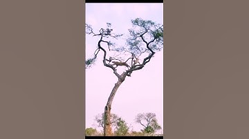 Leopard climbing on tree to hunt a monkey#animals #leopard #monkey #wildanimals #wildlife