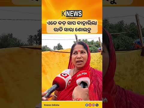 ଏତେ ବଡ଼ ସାପ ବାହାରିଲା ରାତି ସାରା ଶୋଇନୁ #knewsodisha