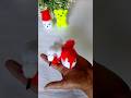 let's So Cute 🦜🫜 Super Easy Bird Making ldea With Yarn and Cardboard  #amazing #diy #artcraft