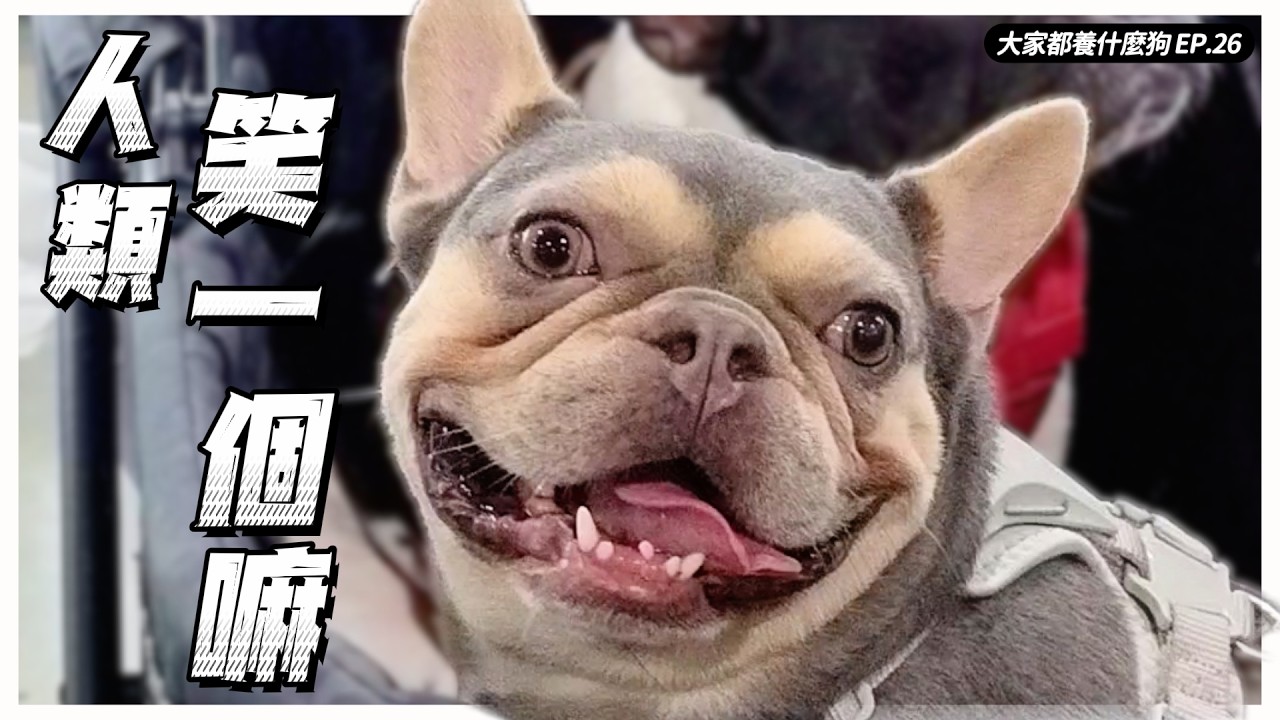 瓦斯桶米克斯、愛笑法鬥、紅寶石查理士、天使柴變不孝子?【大家都養什麼狗】|熊爸估狗 縮圖