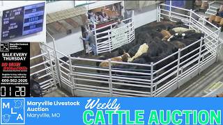LIVE: Maryville Livestock Auction | Weekly North Missouri Cattle Session | March 26, 2026