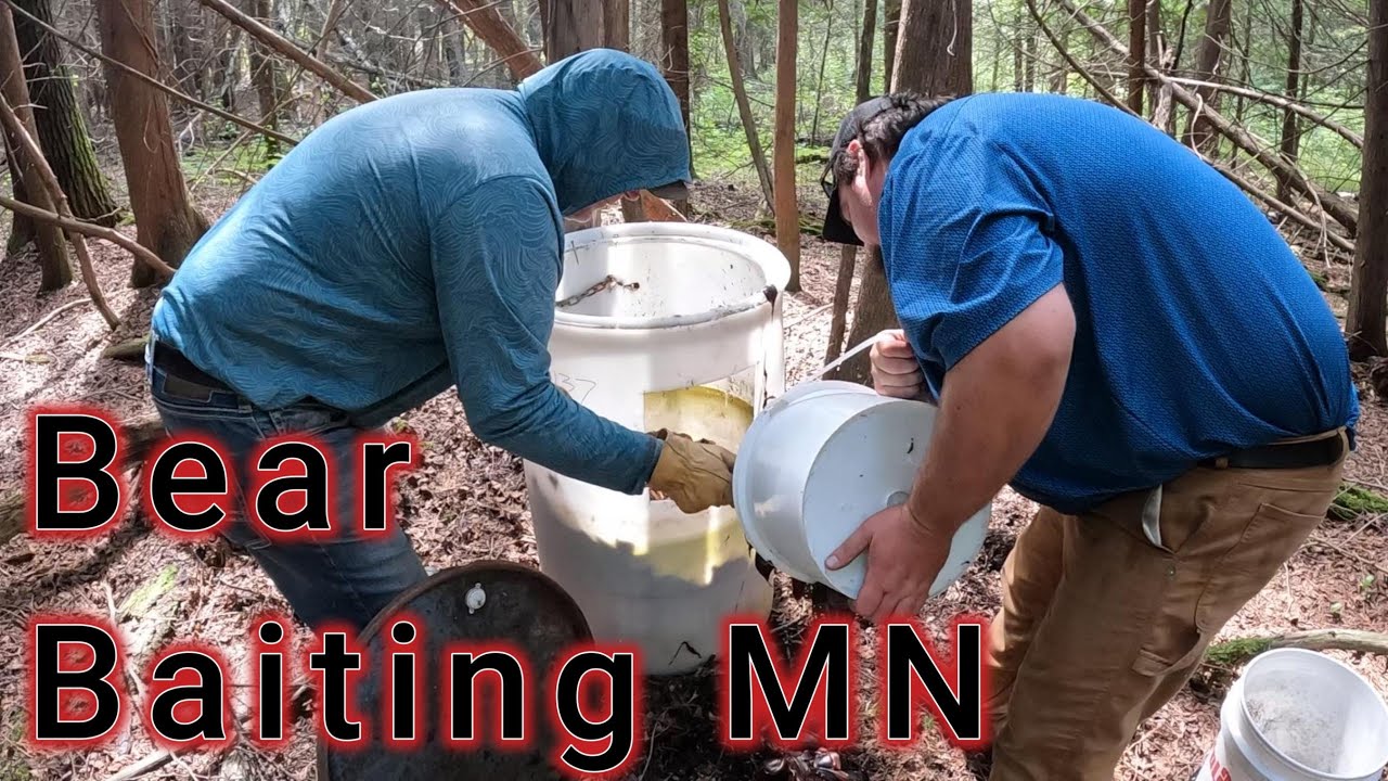 Minnesota Bear Baiting - YouTube