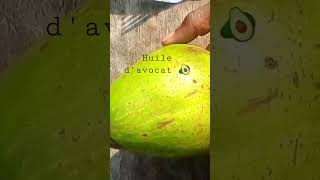 Comment Faire Son Huile Davocat   Partie 1 Vous Auriez La Suite Dans Les Prochains Jours