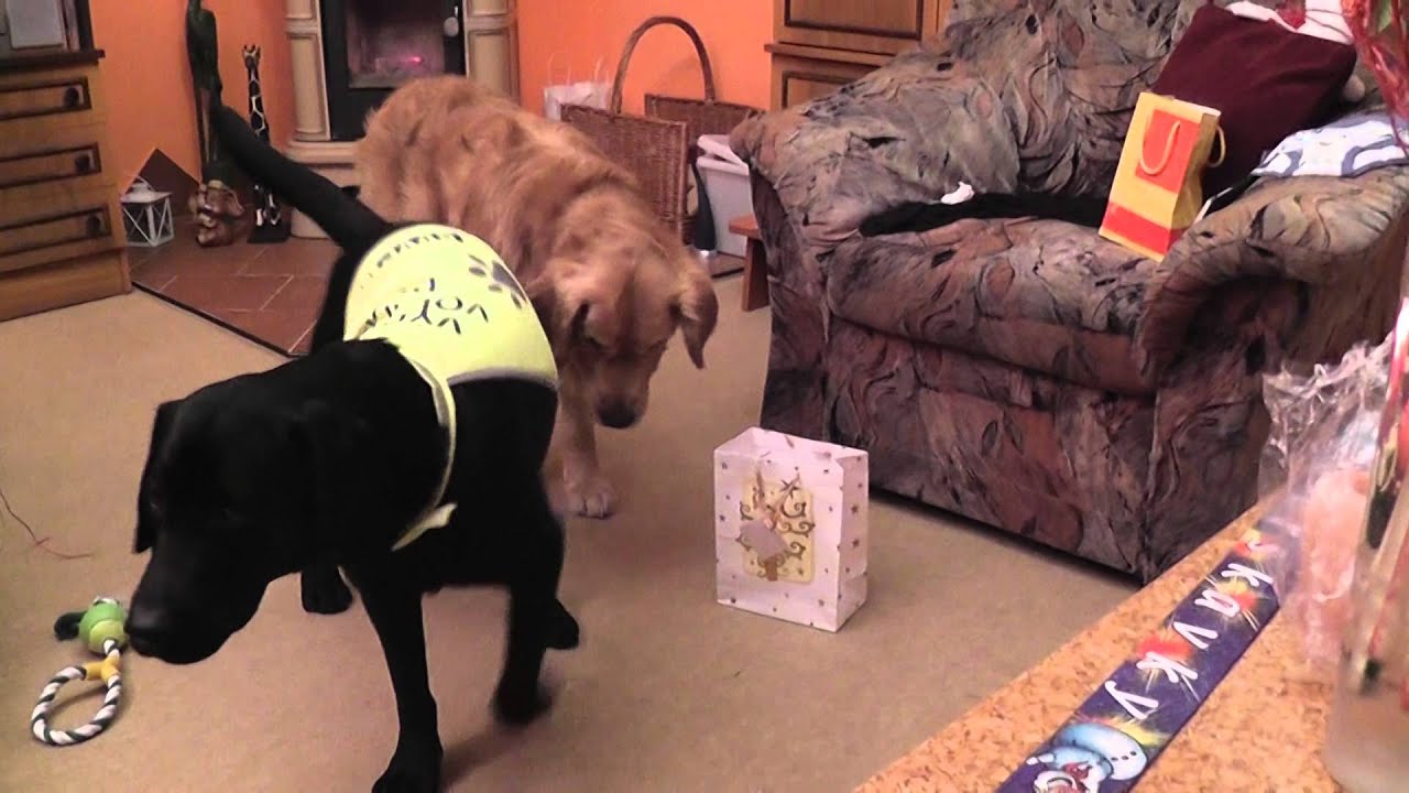 01004 Dog Channel YouTube