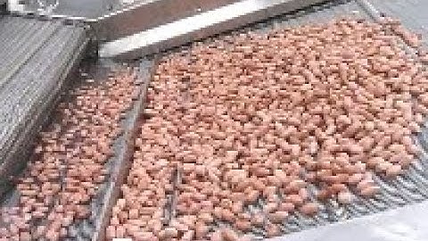 Peanut Fryer Machine Test Video From cara@machinehall.com  Whatsapp 008613015518550