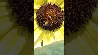 Bee on sunflower