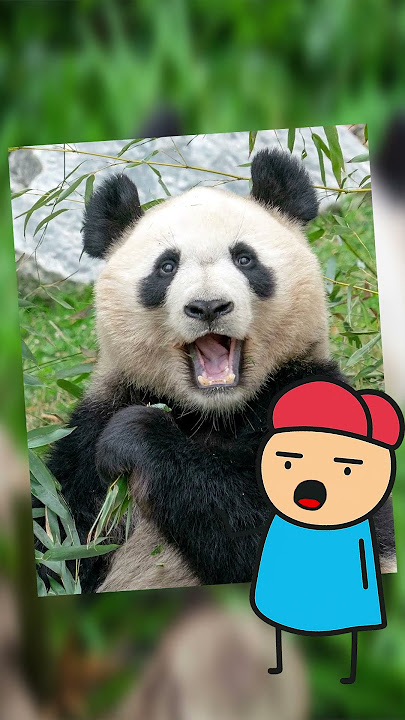 The Giant Panda – Cute, Clueless… and Almost Gone