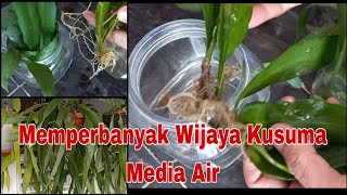 Download Lagu Cara memperbanyak tanaman Wijaya Kusuma media Air l how to reproducd wijaya kusuma  @ennyicamtf789 MP3