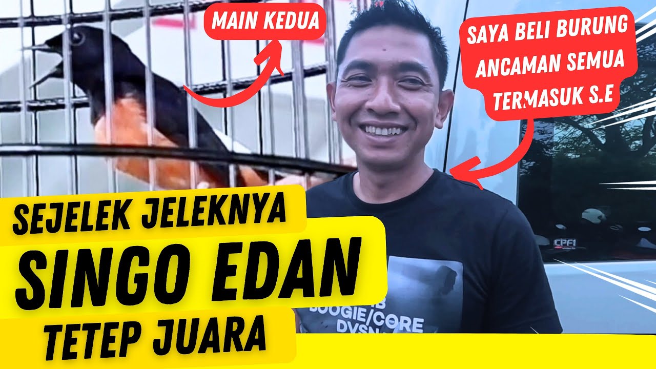 SINGO EDAN JELEK MASIH JUARA ‼️ Kelas Utama Kedua Juara 2 NGOBAR GAGAK SAKTI