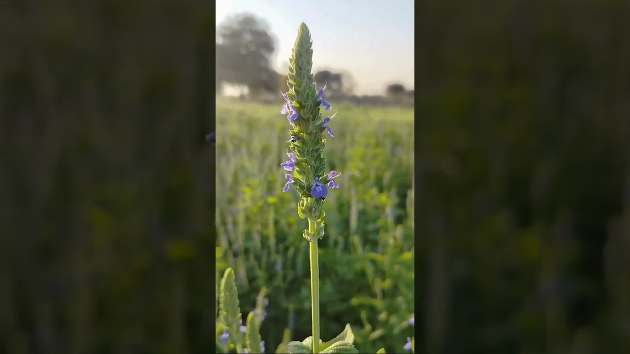 Natural ASMR Video | Honey Bee on Blue Chia Flowers | Morning Nature Sounds | Pure Nature Therapy