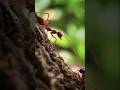World’s Most Dangerous Ant?  Fire Ant Facts#FireAnt #AntFacts #DangerousAnimals #Wildlif #antresear