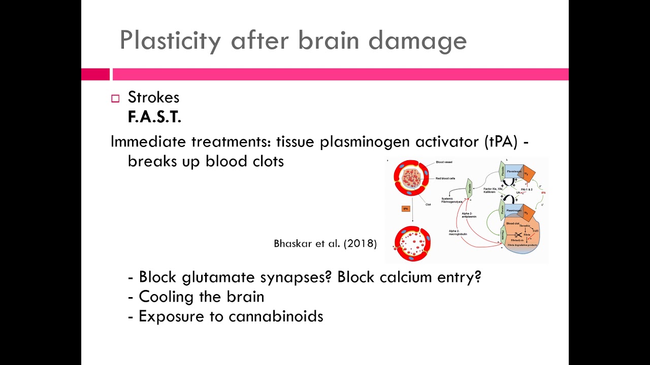 PSYC460 Lecture13b Development and Plasticity III