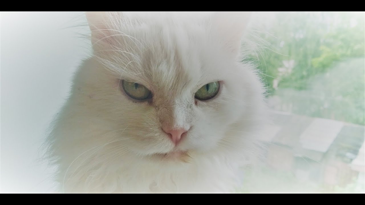 Дрессирую своего хозяина - белого кота!!! //Дрессировка кошек - YouTube