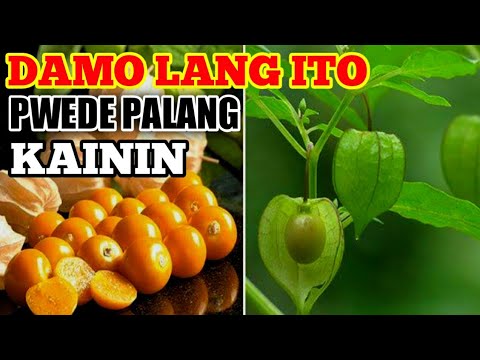 Video: Lumalagong Mga Gooseberry Sa Mga Trellise