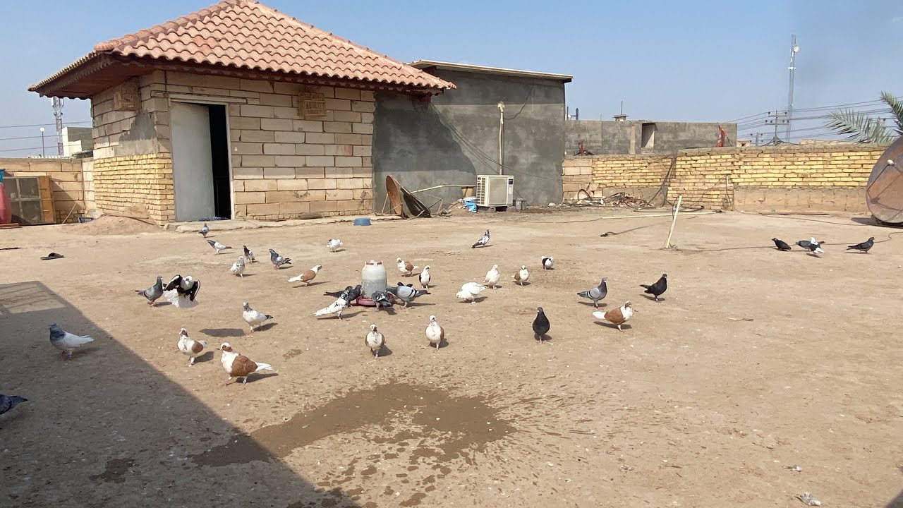 اليوم طلع الحمام كله بالصطح تور والارافل والوت