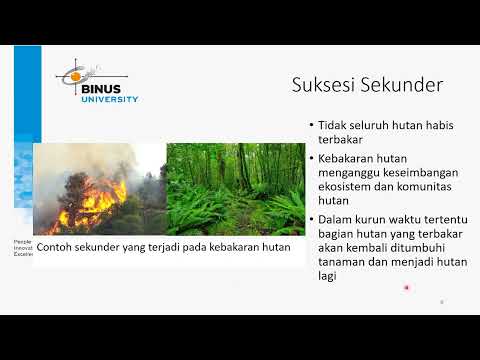 Video: Apa contoh suksesi primer?