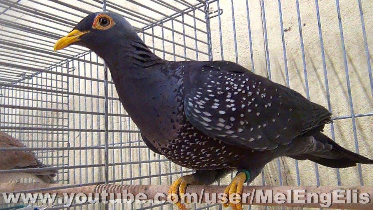 Pigeon rameron - Salon International du Petit Élevage - Affligem 2024