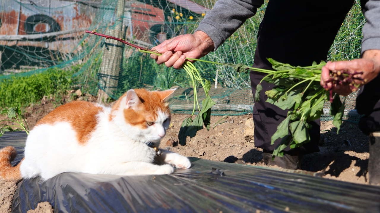 躑躅の花 のせ猫 260523 - YouTube