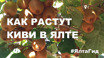 КАК РАСТУТ КИВИ В ЯЛТЕ / САЖЕНЦЫ КИВИ / САДОВОДСТВО / КРЫМ-ТРАВА