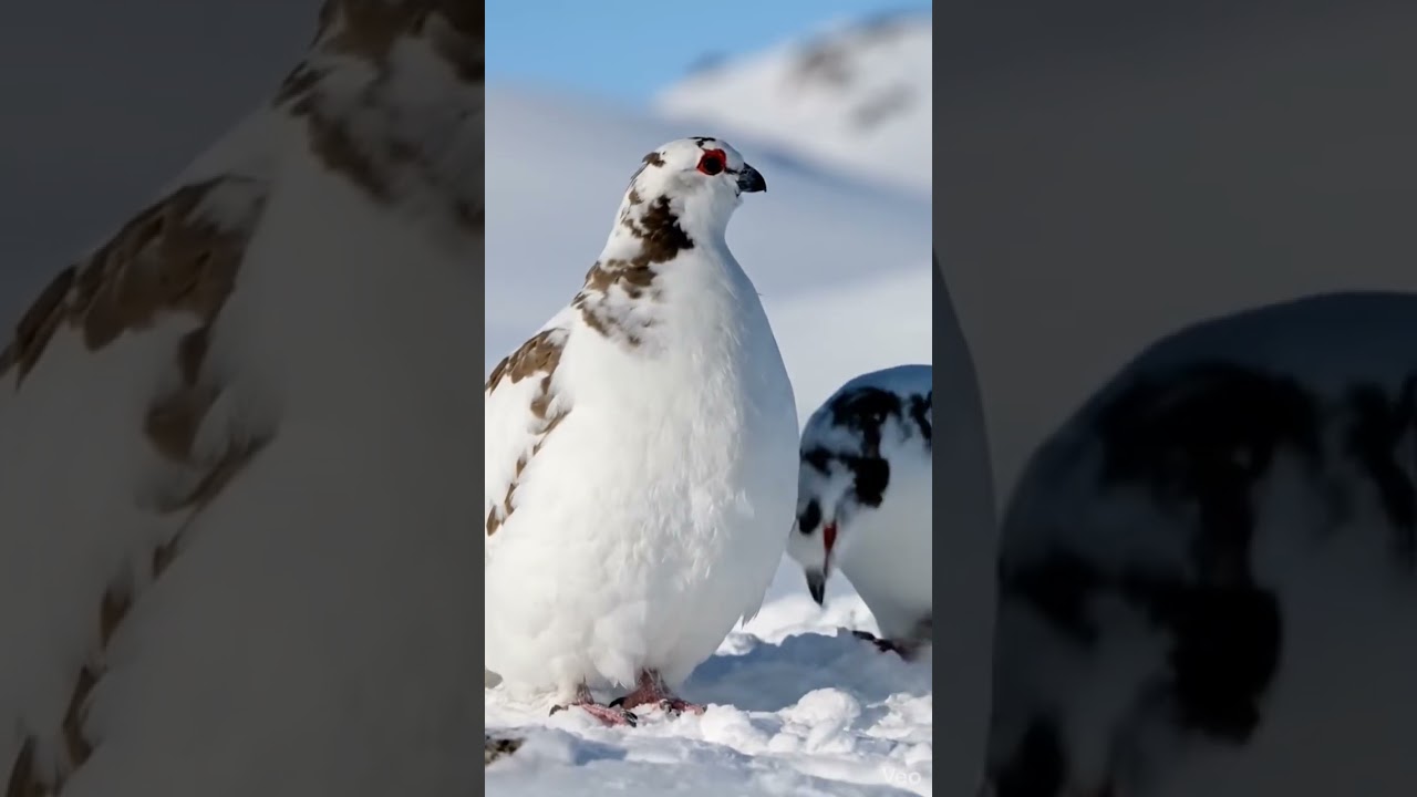 Ptarmigans' survival trick is insane 
