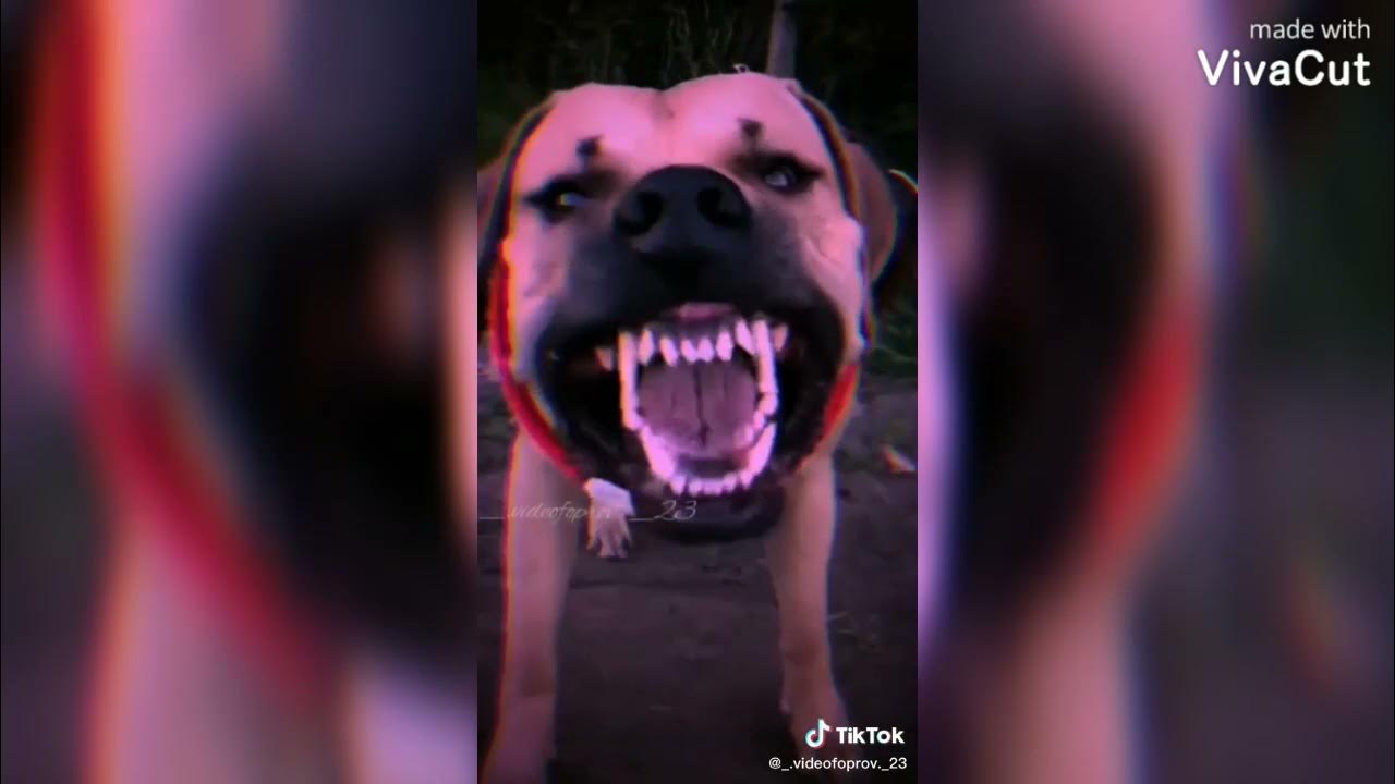 Бумажные собаки из тик тока доберман. Тик токерши с доберманами. Доберман пинчер. Лиловый доберман. Тик ток видео про добермана и кашу.