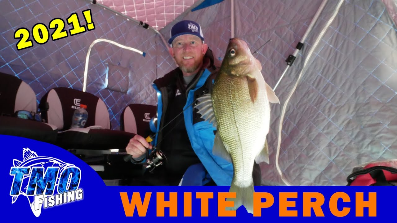Ice Fishing Lake Winnipesaukee **SMASHING**  White Perch