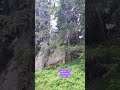 Mountain forest wild nature in the Rhodope Mountains in Bulgaria- Pamporovo Ski Resort area