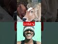 cow cry 😢 #funny