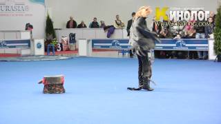 Dog dancing show 'Eurasia  2012 / Russia / Moscow'. Freestyle. by KinologVideo 1,710 views 12 years ago 3 minutes, 35 seconds