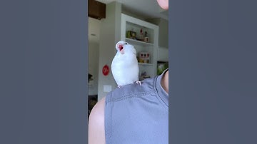Thumbnail of Funniest Parrot Moments Synced to Viral Music #birds #funny #pets #parrot