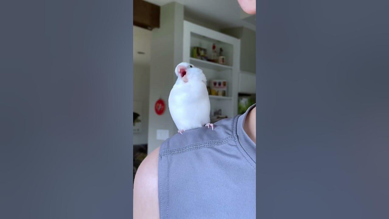 Funniest Parrot Moments Synced to Viral Music #birds #funny #pets #parrot