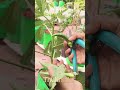 மாலை நேரம் மாஸ் அறுவடை #shortsfeed #gardening #ytshorts #shortvideoviral #harvesting #viralsongs